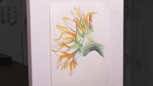 Colored pencil drawing of a sunflower from behind