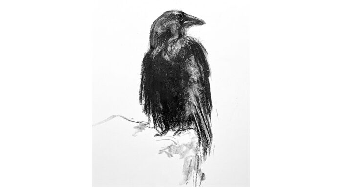 charcoal drawing of a raven sitting on a rock