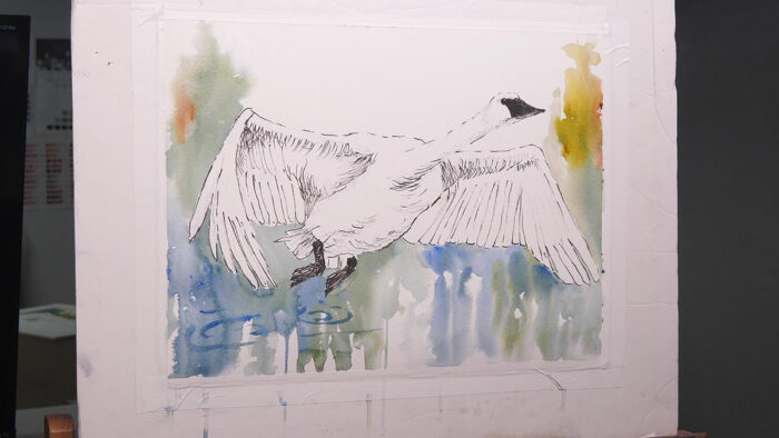 Painting of swan in flight in pen & ink with watercolor