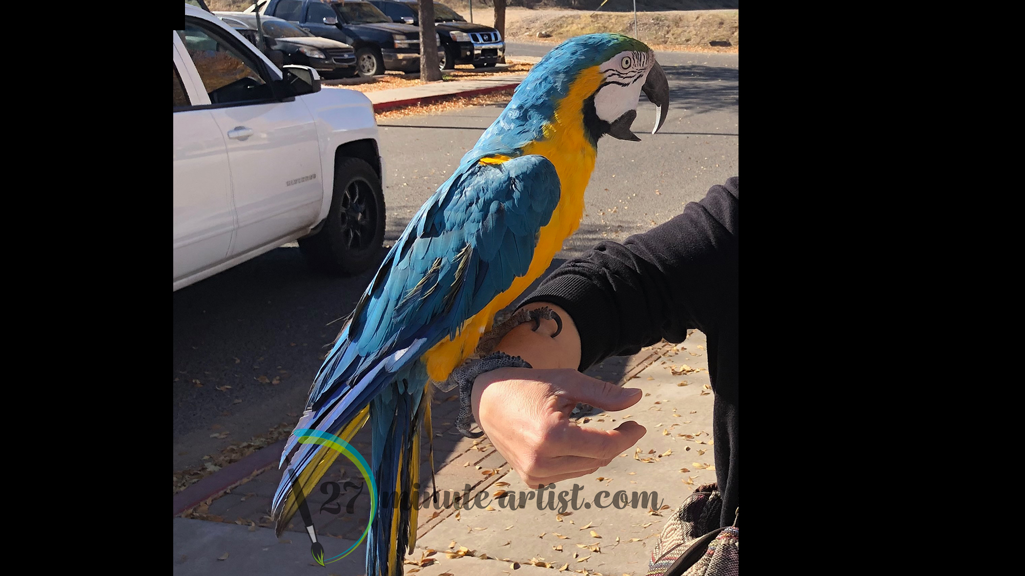 Blue and yellow macaw held on forearm